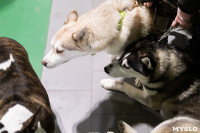 Выставка собак в Туле 24.11, Фото: 134