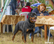 Международная выставка собак, Барсучок. 5.09.2015, Фото: 79
