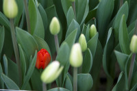 Тюльпаны , Фото: 10