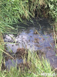 Туляки: «Неработающая канализация в ЖК «Скуратовский» уже 4 года льется в пруд», Фото: 3