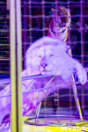 На каникулах – в Цирк больших зверей, Фото: 10