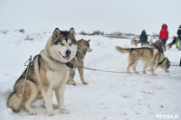 Праздник северных собак на Куликовом поле , Фото: 53