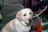 Выставка собак в Туле 26.01, Фото: 6