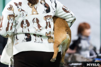Пражский крысарик, хотошо и кангал: в Туле прошла выставка собак всех пород, Фото: 141