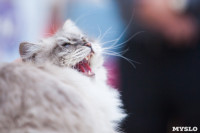 Международная выставка кошек в ТРЦ "Макси", Фото: 76