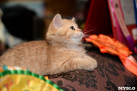 Выставка кошек в Искре, Фото: 84