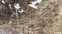 Поселок Славный в Тульской области зарастает мусором, Фото: 23