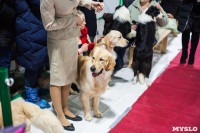 Выставка собак в Туле, Фото: 51