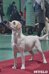 Выставка собак в Туле 26.01, Фото: 80