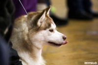 В Туле прошла Всероссийская выставка собак, Фото: 38