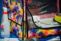 Выставка кошек "Конфетти", Фото: 7