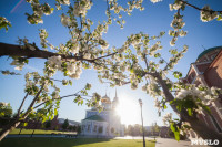 Яблони у кремля, Фото: 18