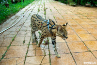 Бэби-леопард дома: зачем туляки заводят диких сервалов	, Фото: 29