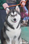 Выставка собак в Туле 26.01, Фото: 63