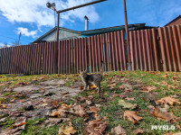 Село Панино десятки лет живет без дорог и воды, Фото: 19