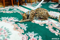 Бэби-леопард дома: зачем туляки заводят диких сервалов	, Фото: 18