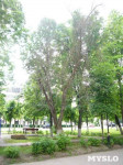 «Сушняк-2019 Тула». Городской хит-парад засохших деревьев, Фото: 103