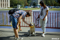 В Центральном парке Тулы проходит фестиваль помощи животным, Фото: 14
