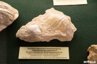 «Миллионы лет под землей»: в Тульском краеведческом музее открылась палеонтологическая выставка, Фото: 5