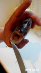 Рыбка с "человеческими" зубами из пруда Центрального парка, Фото: 5