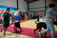 В Туле прошла выставка собак всех пород, Фото: 16