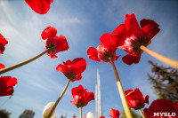 Тюльпаны в Туле, Фото: 44