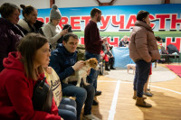В Туле прошла выставка собак всех пород, Фото: 119