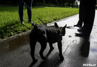 Рейд по выгулу собак в Центральном парке, Фото: 21