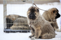 В Туле прошла Всероссийская выставка собак, Фото: 10