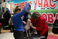 В Туле прошла выставка собак всех пород, Фото: 135