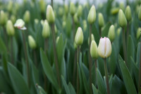 Тюльпаны , Фото: 8