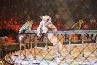 Шоу Гии Эрадзе «5 континентов» в Тульском цирке: феерия уже началась!, Фото: 75