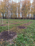 В Пролетарском парке высадили деревья, Фото: 2