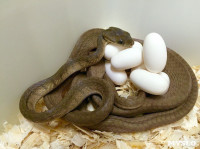 Через 4 месяца в Тульском экзотариуме появятся редкие змеята , Фото: 1