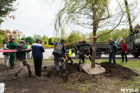 В Центральном парке Тулы высадили крупномерные саженцы ивы, Фото: 17
