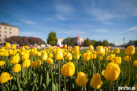 Тюльпаны в Туле, Фото: 52