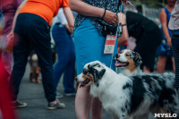 Всероссийская выставка собак в Туле, Фото: 87