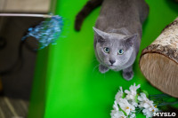 Выставка кошек. 4 и 5 апреля 2015 года в ГКЗ., Фото: 130