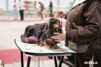 Сиба-ину, шпицы и алабаи: в Туле состоялась выставка собак, Фото: 4