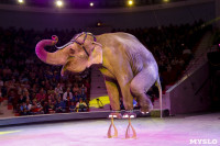 Цирк Инди Ра, Фото: 78