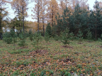 В Пролетарском парке высадили деревья, Фото: 4