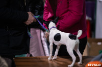Выставка собак в Туле, Фото: 155