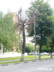 «Сушняк-2019 Тула». Городской хит-парад засохших деревьев, Фото: 50