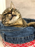 Тульские коты, которых достали хозяева на самоизоляции, Фото: 17
