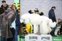 Выставка собак в Туле 14.04.19, Фото: 49