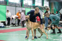 Выставка собак в Туле, Фото: 180