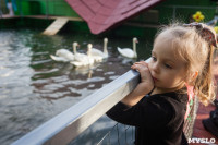 Запуск лебедей в верхний пруд Центрального парка Тулы, Фото: 27