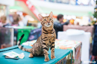 Международная выставка кошек в ТРЦ "Макси", Фото: 7