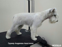 «Модная собачка»: неповторимый образ по доступной цене, Фото: 9