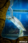 Черепахи в экзотариуме, Фото: 50